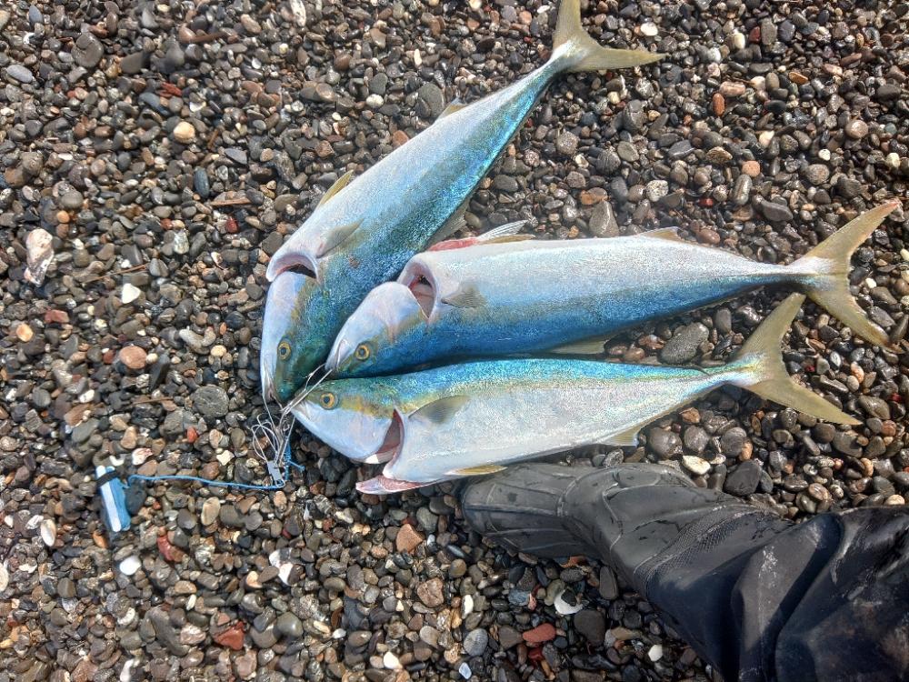 ド、ド、ドリフの大爆釣♪