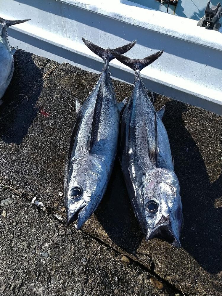 トンボジギング