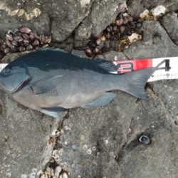 方座浦でグレ釣り