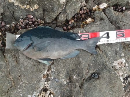 方座浦でグレ釣り