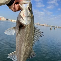 体高ありました！