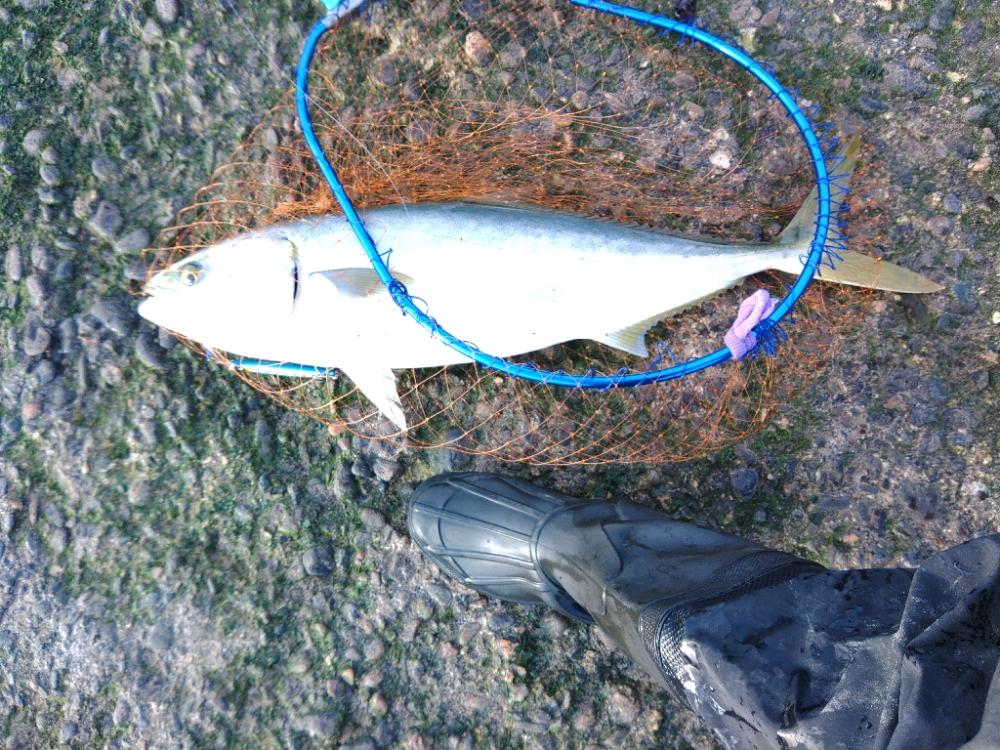 そろそろ終盤？