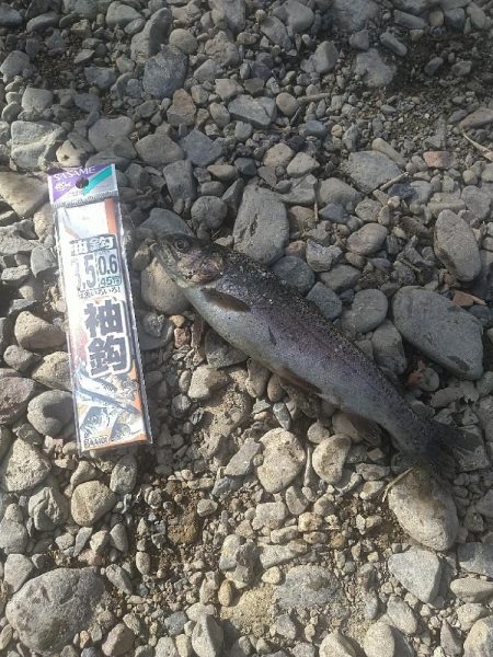 アマゴとニジマスと✨