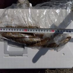 天橋立海岸のキス釣り