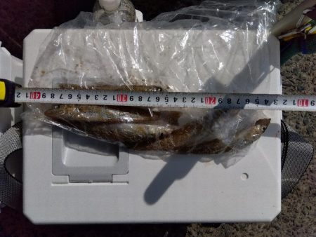 天橋立海岸のキス釣り