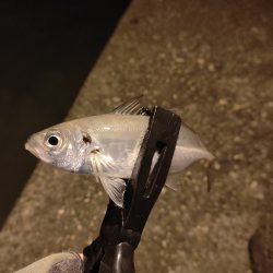 昨日のリベンジ