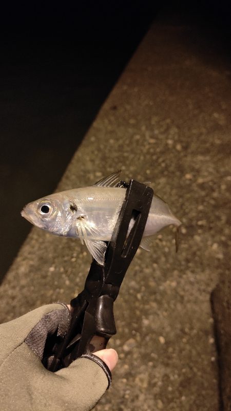 昨日のリベンジ