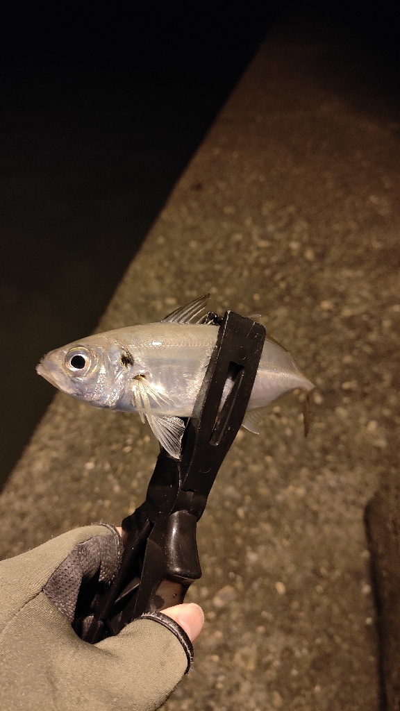 昨日のリベンジ