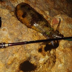 エギングガイドin対馬