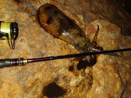 エギングガイドin対馬