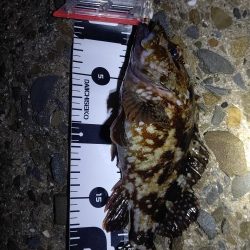 メパリング初め