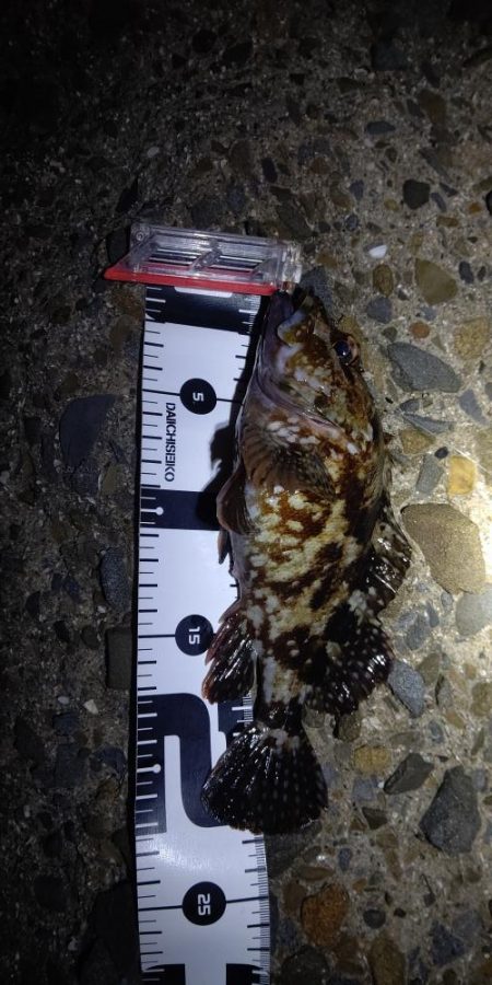 メパリング初め