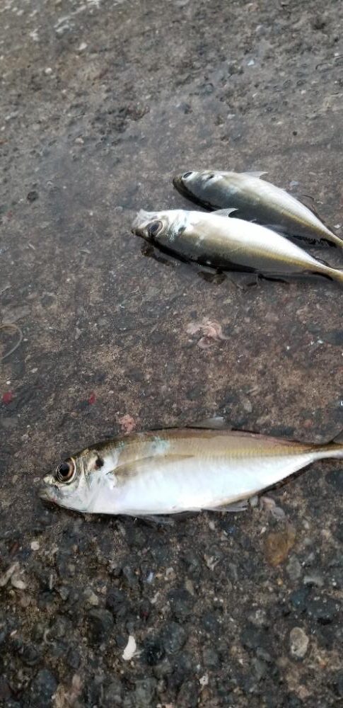 尺大漁。今季最大あり！