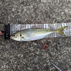 陸っぱり釣行記