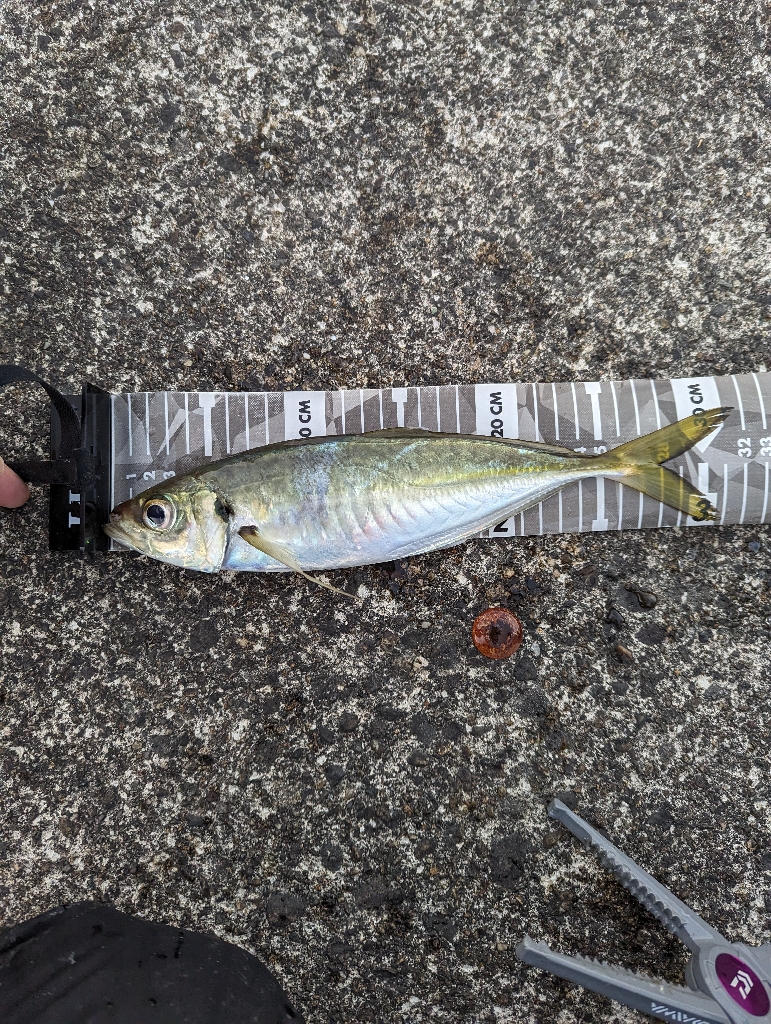 陸っぱり釣行記