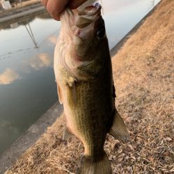 初バスを釣りに