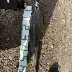 困った時のフラットフィッシュ