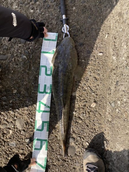 困った時のフラットフィッシュ