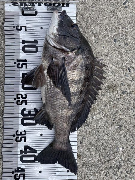 イチノ兄弟（兄）釣果！