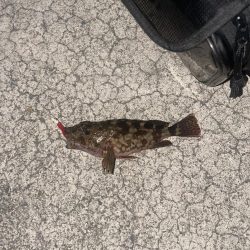 今年初メバリングも