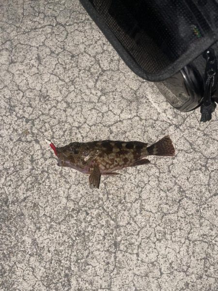 今年初メバリングも