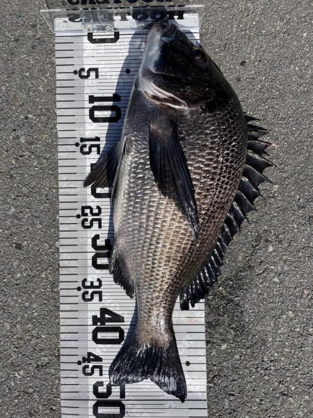 イチノ兄弟（兄）釣果！