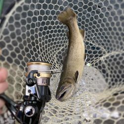 釣食浪漫 ～釣って食べて家庭円満～