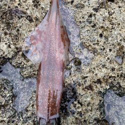 ヤリイカ エギング