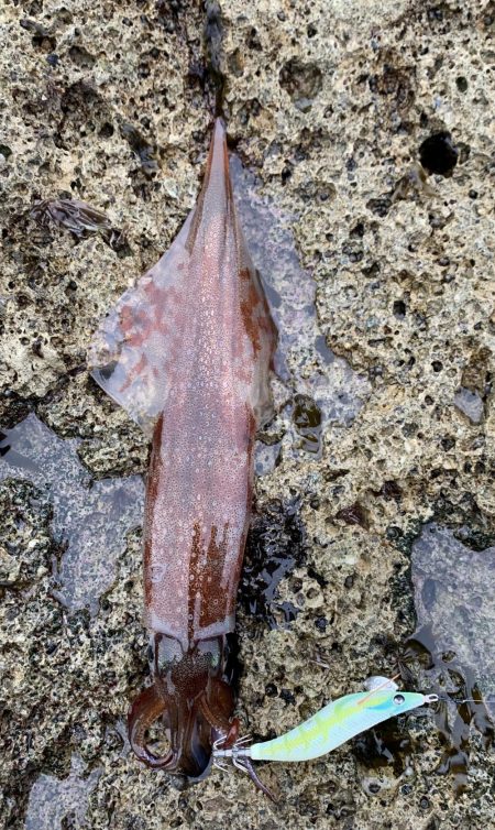 ヤリイカ エギング