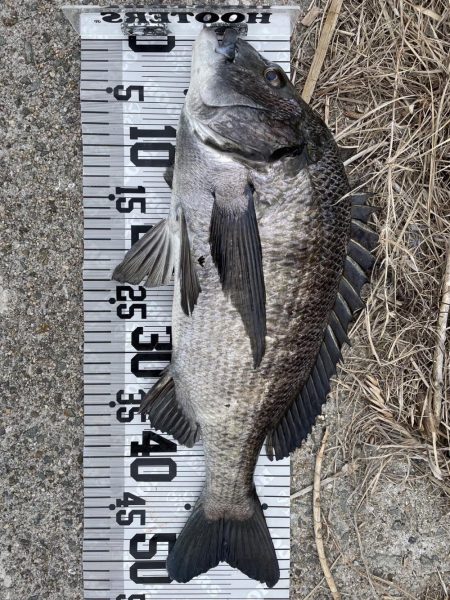 イチノ兄弟（兄）釣果！