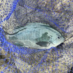 たかたかの釣り日記