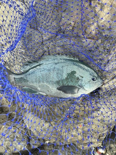 たかたかの釣り日記