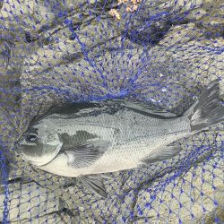 たかたか釣り日記