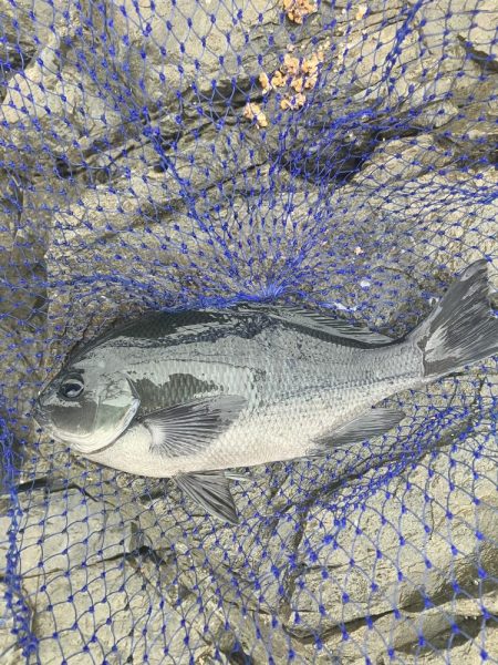 たかたか釣り日記