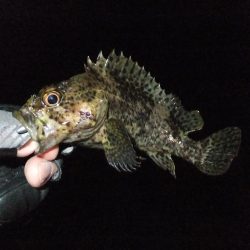 メバリング?ガシリング?