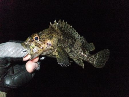 メバリング？ガシリング？