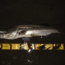 厳寒の戻りシーバス