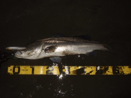 厳寒の戻りシーバス