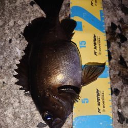 明石メバリング