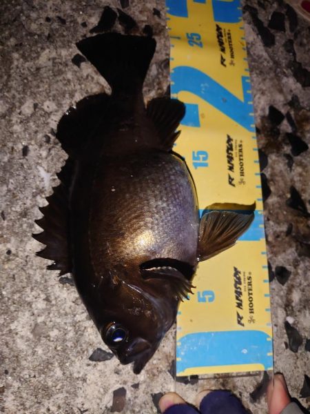 明石メバリング