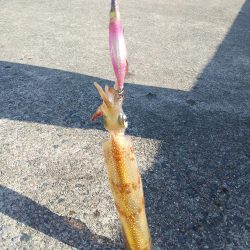 久しぶりのヤリイカ