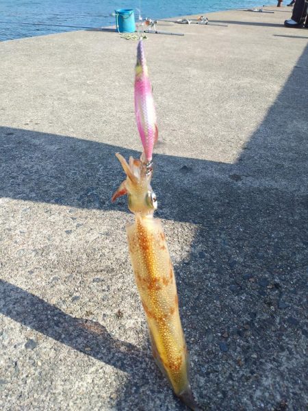 久しぶりのヤリイカ