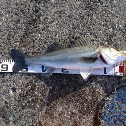 気分転換にシーバス