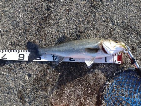 気分転換にシーバス