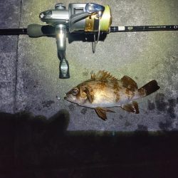 久々にメバルにあえた