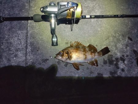 久々にメバルにあえた