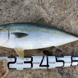 極寒の紀ノ川恐るべし！