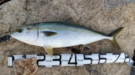 極寒の紀ノ川恐るべし!