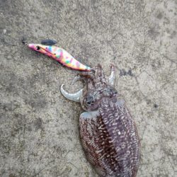 コウイカエギング