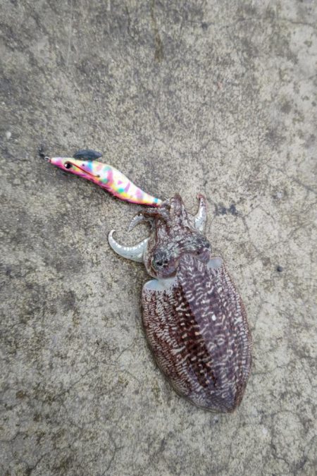 コウイカエギング